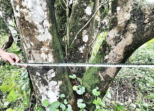 Những cây chè Shan Tuyết cổ thụ mọc tự nhiên được cho là có tuổi đời tới vài trăm năm.