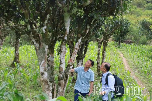 Chiêm ngưỡng đồi chè Shan Tuyết cổ thụ đang được đồng bào Mông bảo tồn, gắn với tạo nguồn sinh kế bền vững.