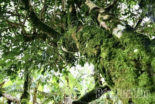Những thân cây to lớn, xù xì, phủ đầy địa y trắng mốc và rêu phong tạo nên vẻ đẹp hoang sơ, hùng vĩ của quần thể chè Shan Tuyết cổ thụ ở xã Pà Cò.