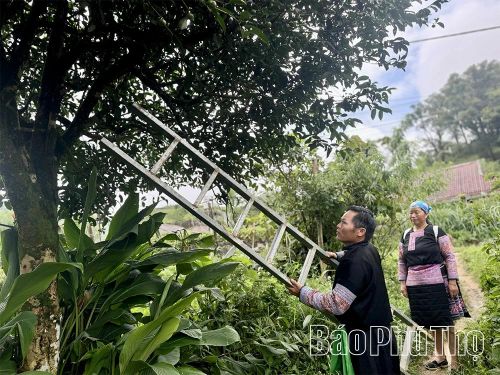 Trên hành trình khám phá quần thể chè Shan Tuyết cổ thụ, du khách không chỉ chiêm ngưỡng “báu vật xanh” mà còn được tìm hiểu quy trình hái chè cheo leo trên núi cao.