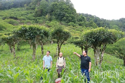 Chè Shan Tuyết cổ thụ ở xã Pà Cò đang trong quá trình xúc tiến công nhận là Quần thể chè di sản nhằm bảo tồn nguồn gen quý, vinh danh giá trị văn hóa - lịch sử, phát triển sinh kế bền vững vùng đồng bào dân tộc Mông.