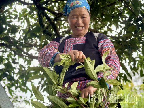 “Báu vật xanh” trên đỉnh núi cao là một phần văn hóa bản địa của đồng bào Mông xã Pà Cò.