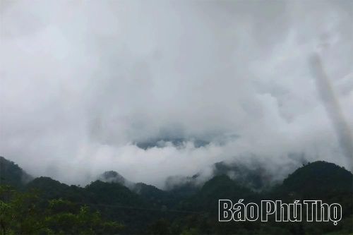 Vẻ đẹp của quần thể chè Shan Tuyết cổ thụ Pà Cò được chắt lọc bởi tinh hoa từ đất trời, sương mù và khí hậu khắc nghiệt.