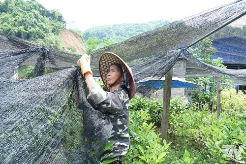 Người lao động tại Cơ sở sản xuất và kinh doanh giống cây trồng Mạnh Minh (phường Bắc Kạn) che thêm lưới đen chống nắng cho cây giống.