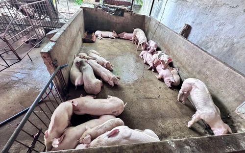 Co quan Công an phát hiện nhiều địa điểm nuôi nhốt, giết mổ heo trái phép.
