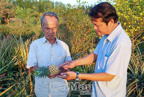Những mô hình sinh kế hiệu quả đang mở ra kỳ vọng nâng cao thu nhập cho người dân. (Trong ảnh: Ông Cao Việt Hưởng, chuyên viên Phòng Văn hóa - Xã hội xã Ðất Mới (bên phải) tham quan mô hình trồng khóm của nông dân Trương Văn Khăm, ấp Xẻo Sao).