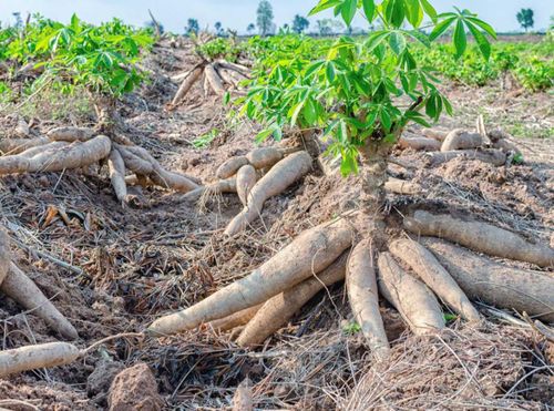 Việt Nam có lợi thế sản xuất sắn nhưng chuỗi ethanol lại thiếu ổn định. Ảnh: TL