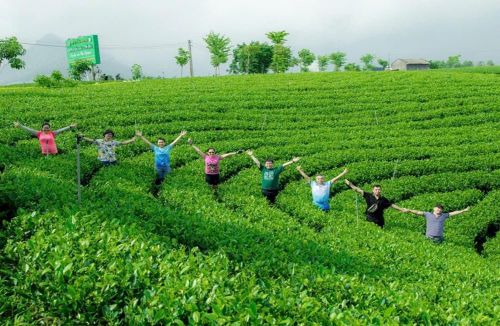 Du khách tham quan đồi chè Cầu Đá
