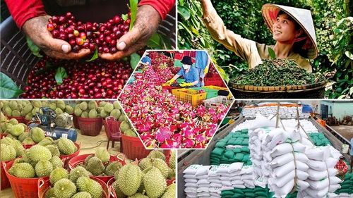 Phân hạng sản phẩm OCOP theo 5 hạng