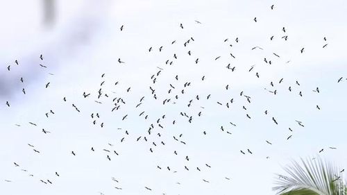 Mỗi ngày có hàng nghìn con chim cò các loại bay về trú ngụ.
