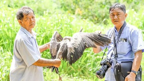 Ông Hai Chìa bên cá thể cò ốc bị chết khô và tác giả.