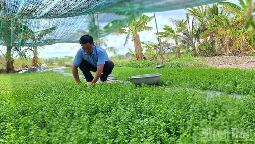 Mô hình hỗ trợ vốn để mở rộng quy mô trồng rau tại xã Đầm Dơi giúp nhiều nông hộ vươn lên trong cuộc sống.
