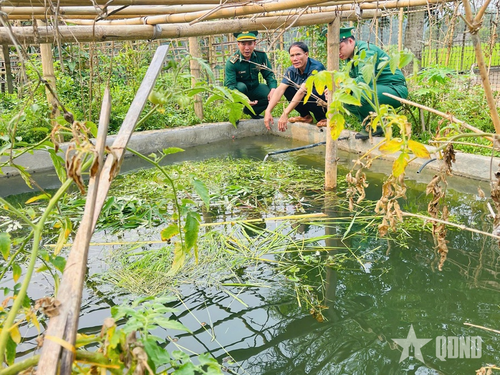  Nhờ sự hỗ trợ của cán bộ biên phòng, gia đình ông Hà Văn Đích ở xã Tam Chung, tỉnh Thanh Hóa đã vươn lên thoát nghèo bền vững.