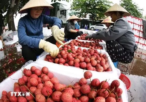 Đóng gói vải thiều xuất khẩu ở tỉnh Bắc Ninh. (Ảnh: Vũ Sinh/TTXVN)
