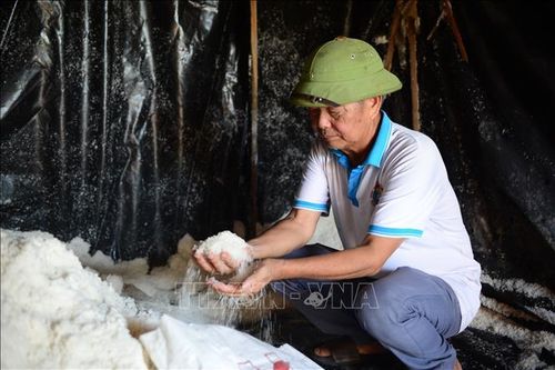 Vất vả là vậy, nhưng thu nhập từ nghề muối lại rất bấp bênh, giá muối lên xuống theo thị trường, lúc cao chỉ 2.500 đồng/kg, lúc thấp chỉ còn 800 - 1.200 đồng/kg.