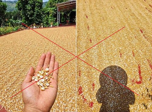 Hình ảnh thóc nổ thành bỏng do AI tạo ra đang lan truyền trên mạng xã hội những ngày qua.