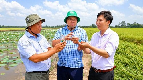Ứng dụng công nghệ nuôi cấy mô để hóa giải nút thắt về chất lượng giống, tạo đà cho ngành hàng sen Đồng Tháp vươn tầm.(Ảnh: M.L)