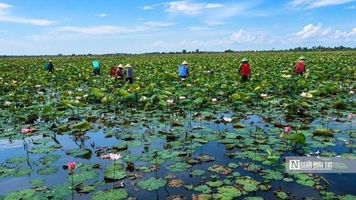 Người dân địa phương thu hoạch gương sen.