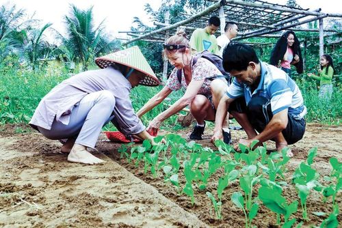 Du khách nước ngoài trải nghiệm trồng rau cùng người dân Trà Quế trong lễ hội Cầu Bông. Ảnh: Quốc Tuấn
