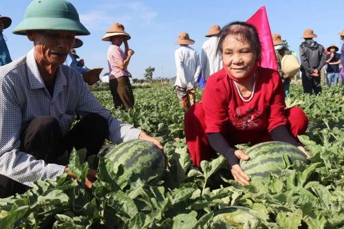 Những ngày qua, không khí rộn ràng tỏa khắp trên những cánh đồng chuyên canh dưa hấu của địa phương khi nông dân tập trung thu hoạch, thương lái xuống tận đồng ruộng thu mua.