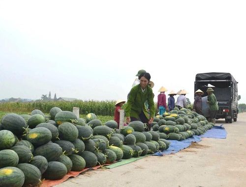 Mùa thu hoạch dưa hấu cũng trùng thời điểm vào hè, thời tiết nắng nóng, nhu cầu của thị trường tăng cao nên, dưa hấu đầu mùa đang được các thương lái thu mua từ 8.000 – 10.000 đồng/kg tùy loại, cao hơn 20% so với những năm trước.