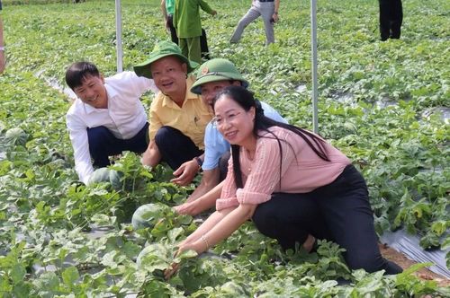Hằng năm, người dân địa phương luôn duy trì các vùng chuyên canh cây dưa hấu tại các thôn Nga Trung 4, Long Khang, Yên Ninh... Theo thống kê, 5 tháng đầu năm 2026, toàn xã phát triển được 24ha dưa hấu với những giống chủ yếu, như: Nông Việt 18, Thiên Vũ, Hắc Mĩ nhân..