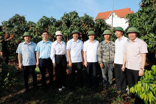  Các đại biểu chụp ảnh lưu niệm trong vườn vải sớm. 
