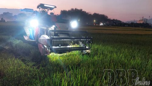 Máy gặt có thể hoạt động đến 11 - 12 giờ đêm để kịp tiến độ sản xuất.