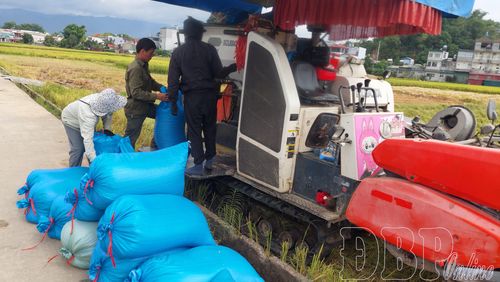 Thóc được đóng vào bao gọn gàng.