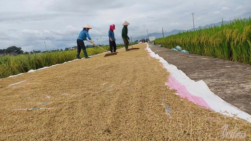 Nông dân tranh thủ phơi thóc cho được nắng.