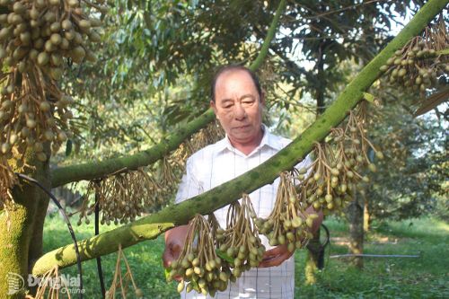 Ông Trịnh Cao Khải với vườn sầu riêng gần 2ha của gia đình tại khu phố Phú Mỹ, phường Xuân Lập. Ảnh: Đoàn Phú