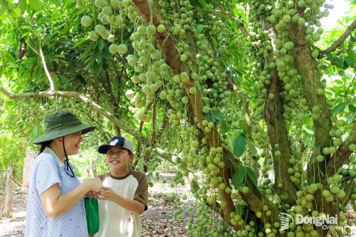 Du khách tham quan vườn trái cây tại phường Bình Lộc. Ảnh: Bình Nguyên