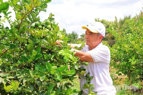 Nhà vườn tại Hợp tác xã Dịch vụ Nông nghiệp Mỹ Long phát triển mô hình trồng chanh theo hướng an toàn, nâng cao giá trị kinh tế.