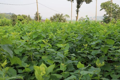 Các địa phương đẩy mạnh rà soát, quy hoạch vùng trồng dâu tập trung.