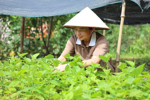 Nhiều hộ dân ở xã Chấn Thịnh tự ươm cây dâu giống phục vụ sản xuất.