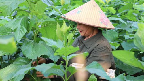 Người dân xã Trấn Yên phát triển nghề trồng dâu nuôi tằm.