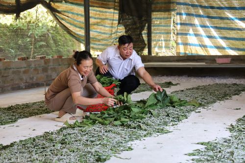 Cán bộ Phòng Kinh tế xã Chấn Thịnh tham quan, nắm bắt tình hình sản xuất dâu tằm của các hộ dân.