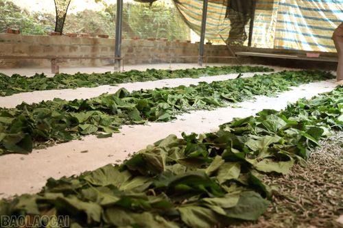 Trồng dâu nuôi tằm đang dần trở thành hướng phát triển kinh tế được nhiều hộ dân ở xã Chấn Thịnh lựa chọn.