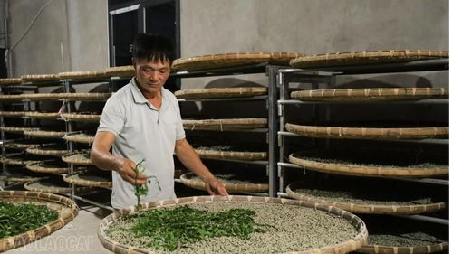 Sản xuất tằm giống ở xã Trấn Yên.