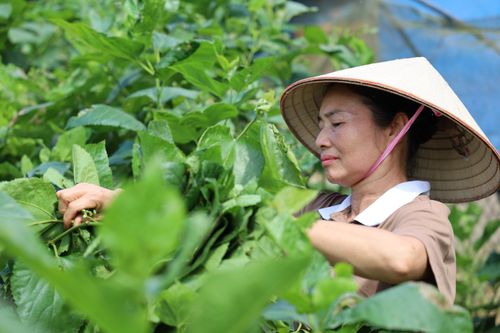Gia đình bà Nguyễn Thị Lụy dự kiến mở rộng diện tích trồng dâu nuôi tằm.