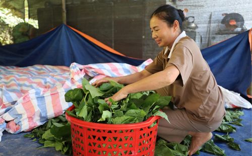 Gia đình bà Nguyễn Thị Lụy là một trong những hộ tiên phong phát triển nghề trồng dâu nuôi tằm tại thôn Đồng Mận.