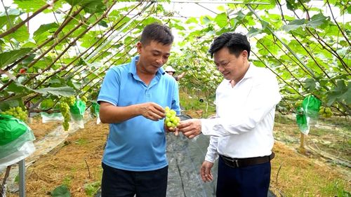 Những chùm nho Hàn Quốc được chăm sóc theo quy trình hiện đại tại xã Tân Lĩnh.