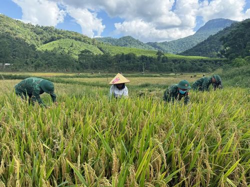 Cán bộ, chiến sĩ Đồn Biên phòng cửa khẩu quốc tế Cha Lo cùng bà con bản K-Ai thu hoạch lúa - Ảnh: Q.N.