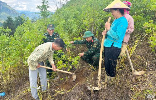 Đội Sản xuất 4, Đoàn Kinh tế - Quốc phòng 799, hướng dẫn bà con chăm sóc rừng vành đai biên giới.