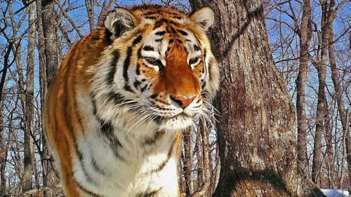 Hổ Amur - còn được gọi là hổ Siberia. Ảnh: Moscow Times