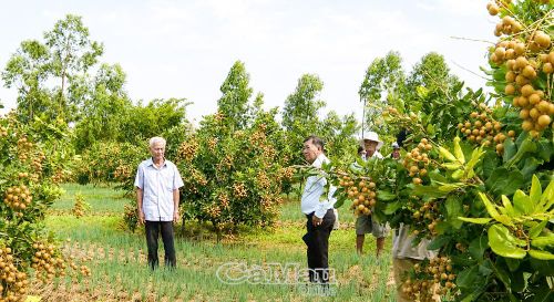 Cán bộ Hội Nông dân phường Hiệp Thành tham quan vườn thanh nhãn của gia đình anh Trần Lê Khánh Vũ.