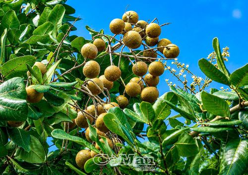 Dù thanh nhãn được trồng ở nhiều tỉnh, thành khác nhưng thanh nhãn Bạc Liêu vẫn cho chất lượng vượt trội nhất.