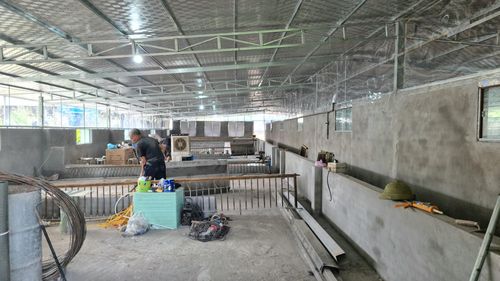 Điểm giết mổ tập trung tạm thời của xã Phúc Thọ đang được cải tạo sửa chữa, nâng cấp. Ảnh: Ánh Dương