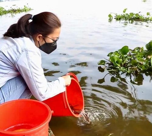 Chỉ nên phóng sinh cá và các loài thủy sinh lúc sáng sớm, trời mát. Ảnh internet