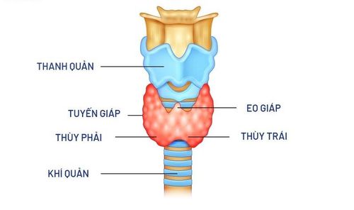 Cấu tạo chức năng tuyến giáp.